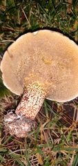 Suillus bellinii