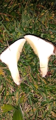 Suillus bellinii