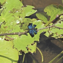 Rhyothemis resplendens