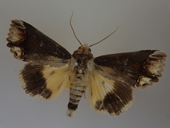 Hypocala biarcuata