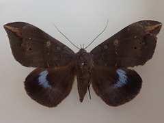 Ischyja ferrifracta