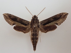 Hippotion velox