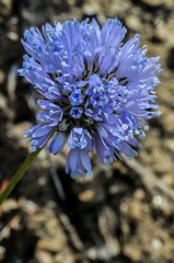 Gilia capitata capitata