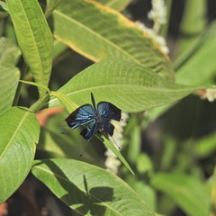 Rhyothemis resplendens