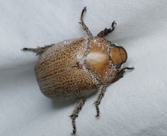 Anoplognathus velutinus