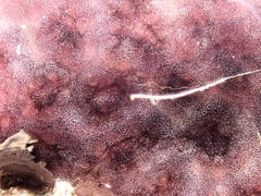 Distaplia