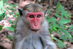 Macaca sinica