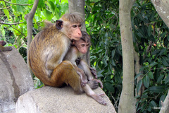 Macaca sinica