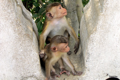 Macaca sinica