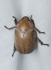 Anoplognathus velutinus