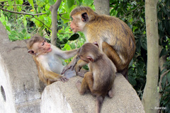 Macaca sinica
