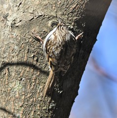 Certhia familiaris daurica