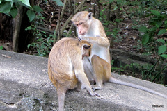 Macaca sinica