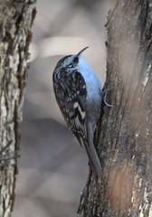 Certhia familiaris daurica