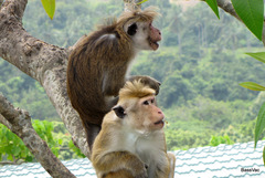 Macaca sinica