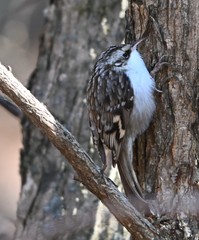 Certhia familiaris daurica