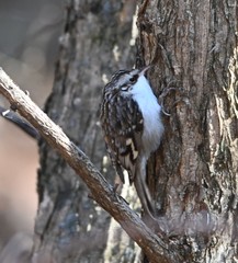 Certhia familiaris daurica