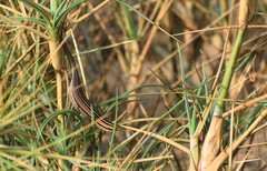 Eutropis bibronii