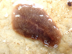Stylochoidea