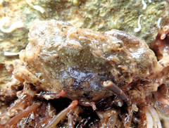 Pilumninae