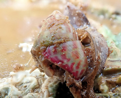 Prothalotia pulcherrima