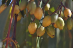 Amyema miquelii