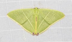 Urolitha bipunctifera