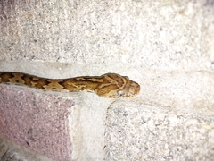 Trimorphodon quadruplex