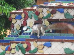 Finlayson's Squirrel photo 3