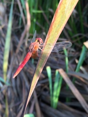 Crocothemis servilia