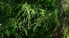 Sophora longicarinata