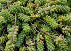 Sedum burrito