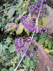 Callicarpa dichotoma