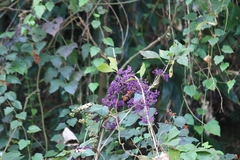 Callicarpa dichotoma