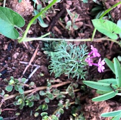 Glandularia aristigera