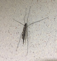 Tipula coquilletti