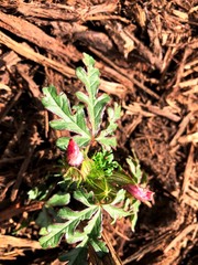 Hibiscus tridactylites