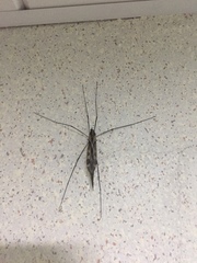 Tipula coquilletti