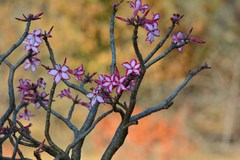 Adenium multiflorum
