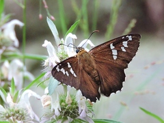 Apyrrothrix araxes