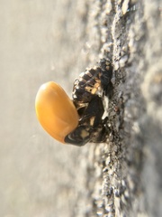 Coccinella septempunctata