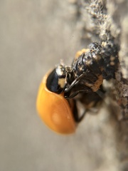 Coccinella septempunctata