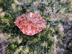 Romaleon antennarium