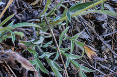 Phacelia imbricata imbricata