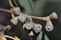 Eucalyptus nortonii