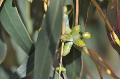 Eucalyptus nortonii