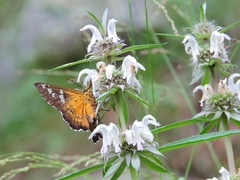 Apyrrothrix araxes