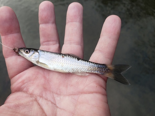 Whitetail Shiner
