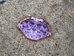 Romaleon antennarium