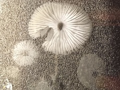 Mycena aurantiomarginata